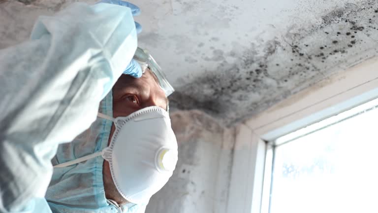 Why You Should Choose Our Mold Remediation Services in Dover, AR